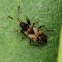 Scolopostethus