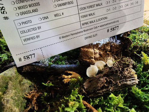 Crepidotus applanatus (Photo 3 of 3)