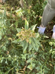 Solidago lepida