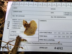 Metuloidea reniformis