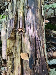 Metuloidea reniformis