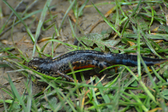 Ichthyosaura alpestris