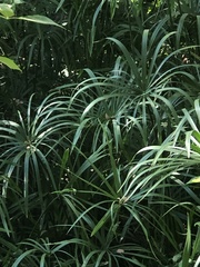 Cyperus alternifolius