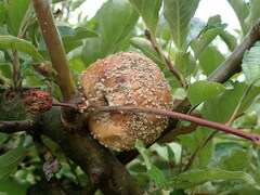 Monilinia fructigena
