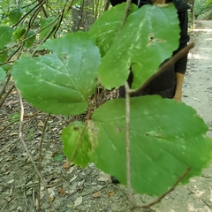 Hamamelis virginiana