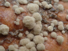 Monilinia fructigena