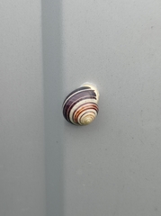 Cepaea hortensis