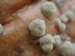 Monilinia fructigena