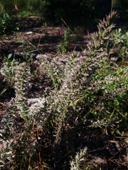 Liatris hesperelegans