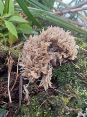 Clavulina cinerea