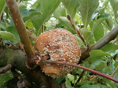 Monilinia fructigena