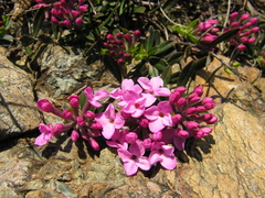 Daphne cneorum