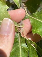 Quercus ellipsoidalis