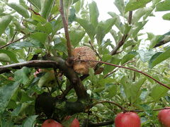 Monilinia fructigena