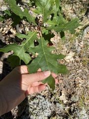Quercus ellipsoidalis
