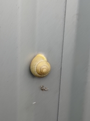 Cepaea hortensis