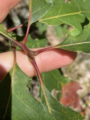 Quercus ellipsoidalis
