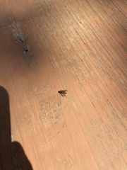 Physiphora alceae