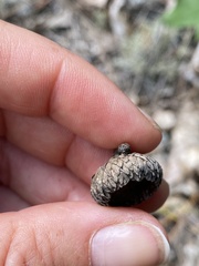 Quercus ellipsoidalis