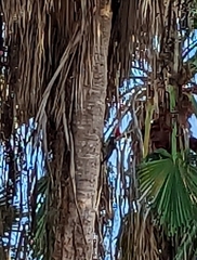 Dryocopus lineatus
