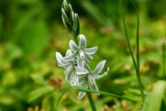 Ornithogalum nutans