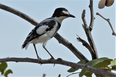 Lanioturdus torquatus