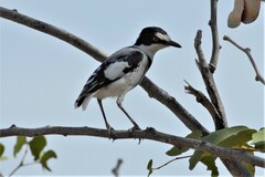 Lanioturdus torquatus