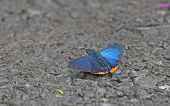 Chalypyge zereda