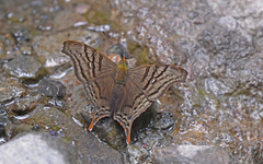 Hypanartia dione