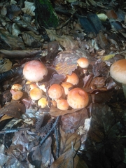 Hypholoma fasciculare