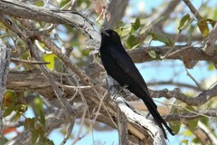 Dicrurus adsimilis apivorus