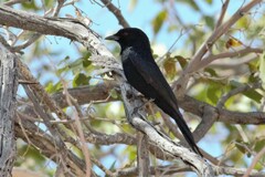 Dicrurus adsimilis apivorus