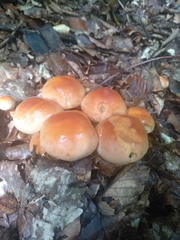 Hypholoma fasciculare