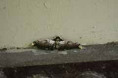 Saturnia zuleika