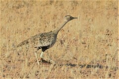 Eupodotis ruficrista