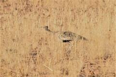 Eupodotis ruficrista