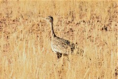 Eupodotis ruficrista