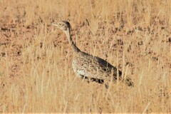 Eupodotis ruficrista