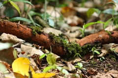 Polycanthagyna erythromelas