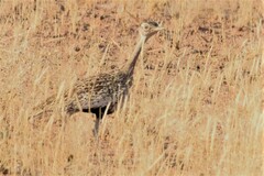 Eupodotis ruficrista