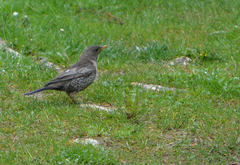 Turdus torquatus