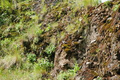 Muscisaxicola cinereus