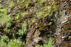 Muscisaxicola cinereus