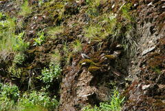 Muscisaxicola cinereus