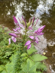 Cleome