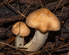 Cuphophyllus pratensis