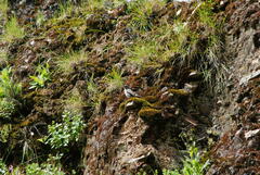 Muscisaxicola cinereus