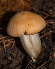 Cuphophyllus pratensis