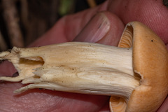 Cuphophyllus pratensis