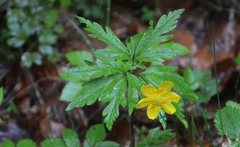 Anemonoides ranunculoides